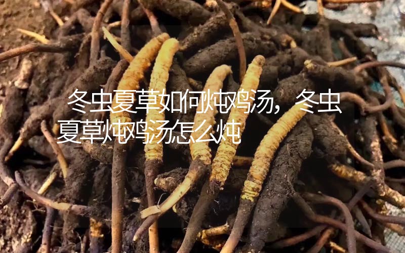 冬蟲(chóng)夏草如何燉雞湯，冬蟲(chóng)夏草燉雞湯怎么燉