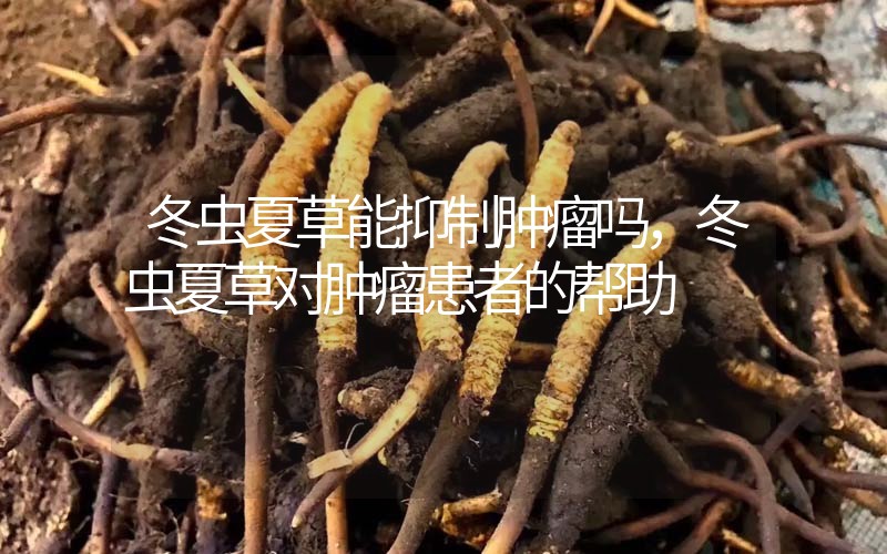 冬蟲夏草能抑制腫瘤嗎？冬蟲夏草對腫瘤患者的幫助