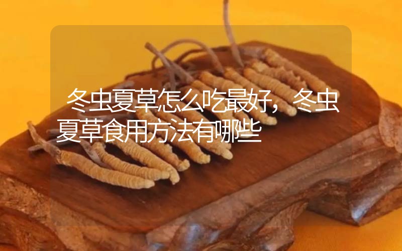 冬蟲夏草怎么吃最好，冬蟲夏草食用方法有哪些