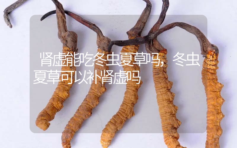 腎虛能吃冬蟲夏草嗎，冬蟲夏草可以補(bǔ)腎虛嗎？