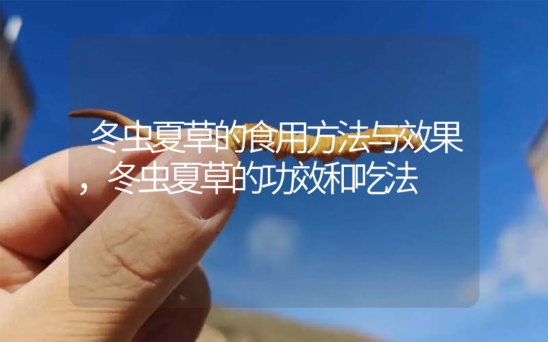 冬蟲夏草的食用方法與效果，冬蟲夏草的食用方法！