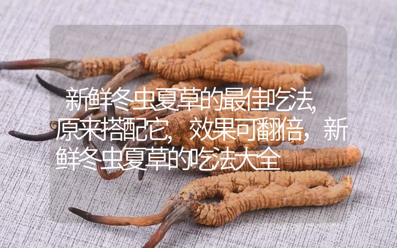 新鮮冬蟲夏草的最佳吃法,原來搭配它,效果可翻倍，新鮮冬蟲夏草的吃法大全