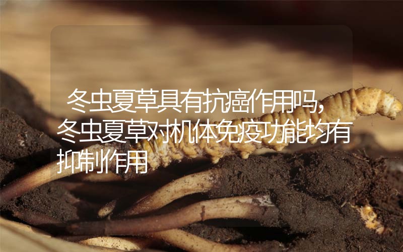 冬蟲夏草具有抗癌作用嗎，冬蟲夏草對(duì)機(jī)體免疫功能均有抑制作用