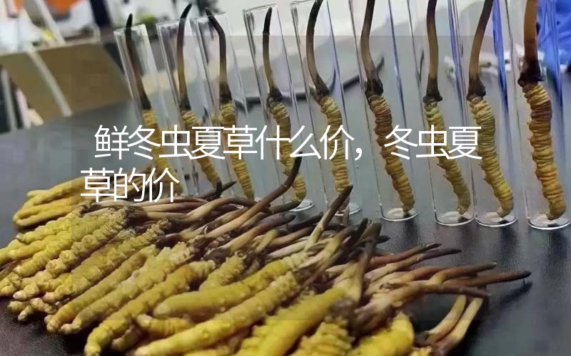 鮮冬蟲夏草什么價，冬蟲夏草的價格