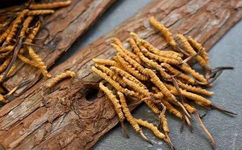冬蟲夏草多少錢一克，哪個地區(qū)的質(zhì)量比較可靠呢