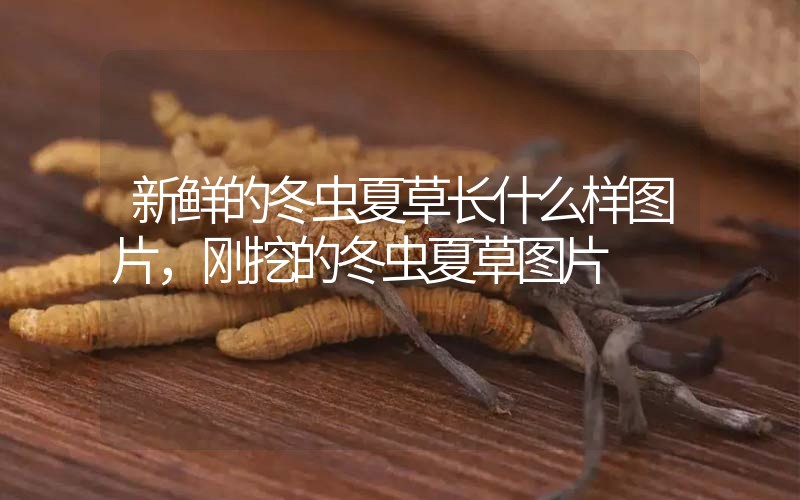 新鮮的冬蟲夏草長什么樣圖片，剛挖的冬蟲夏草圖片