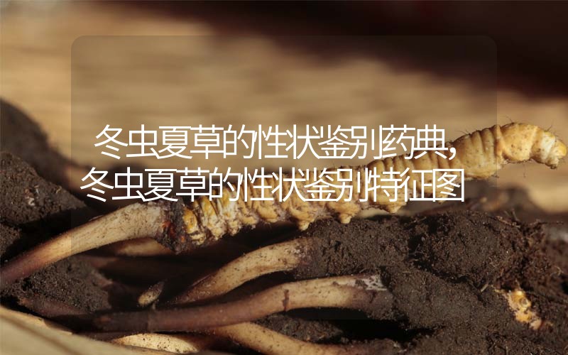 冬蟲夏草的性狀鑒別藥典，冬蟲夏草的性狀鑒別特征圖