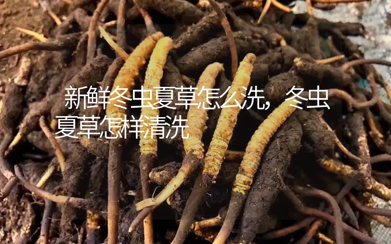 新鮮冬蟲夏草怎么洗，冬蟲夏草怎樣清洗