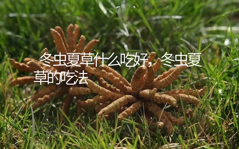 冬蟲夏草什么吃好，冬蟲夏草的吃法