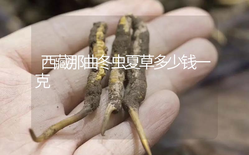 西藏那曲冬蟲夏草多少錢一克？