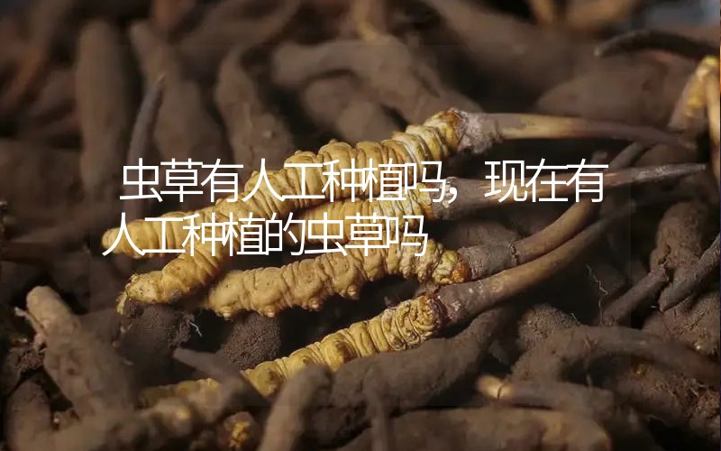 蟲草有人工種植嗎，現(xiàn)在有人工種植的蟲草嗎
