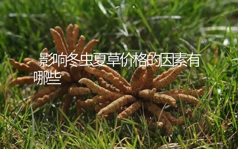 影響冬蟲夏草價格的因素有哪些？