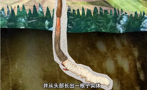 冬蟲(chóng)夏草到底是蟲(chóng)還是草？你猜到了嗎？