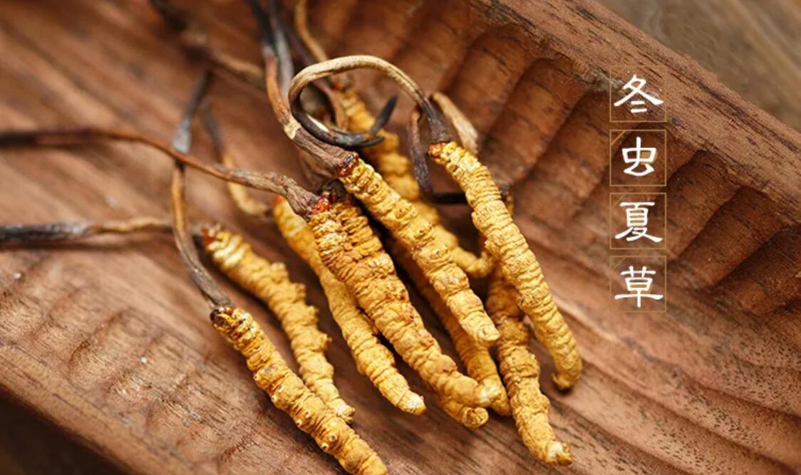 冬蟲夏草有什么藥用價值？冬蟲夏草作用與效果