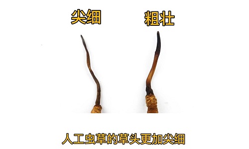 人工蟲草和野生蟲草如何分辨？人工冬蟲夏草怎么鑒別