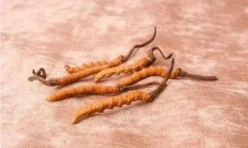 哪個(gè)產(chǎn)地的冬蟲夏草營養(yǎng)價(jià)值高,哪里的蟲草更好？