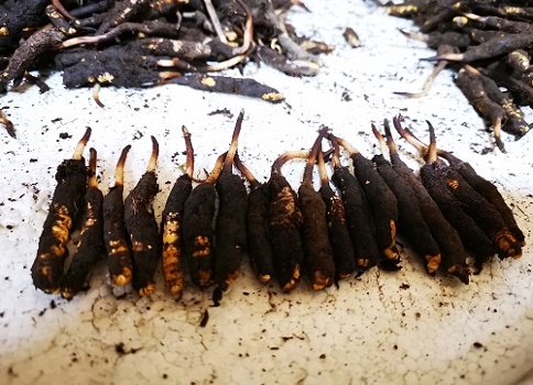 冬蟲夏草的作用是什么，有哪些比較好的吃法呢