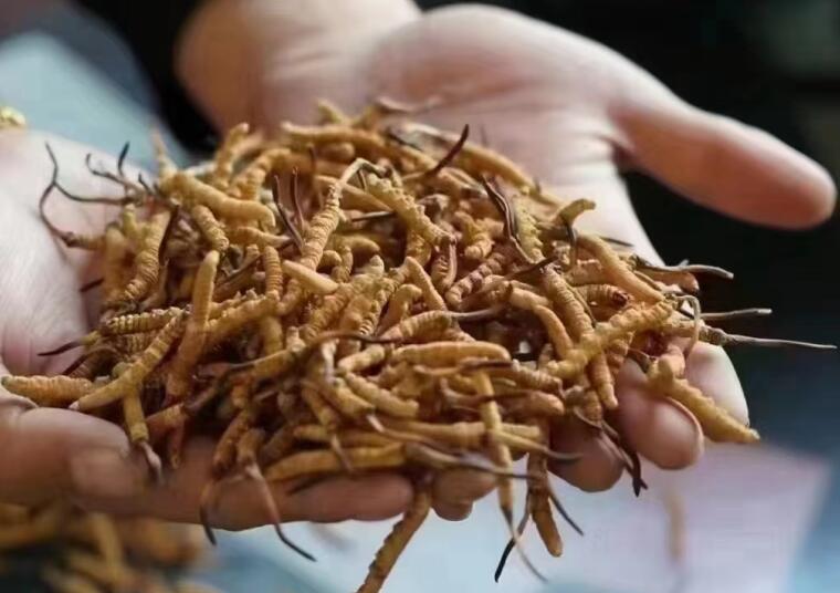 新鮮冬蟲夏草怎么洗最好？新鮮冬蟲夏草怎么清洗？