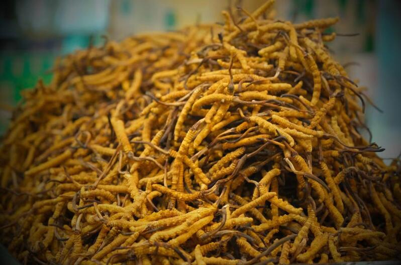 冬蟲夏草的產(chǎn)量為何一年不如一年呢？