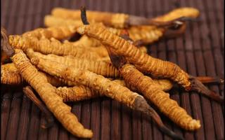 新鮮冬蟲(chóng)夏草怎么保存？