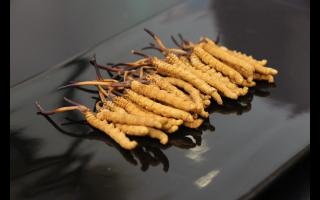 不合格的冬蟲夏草有哪些？