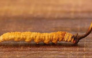 冬蟲(chóng)夏草到底是蟲(chóng)還是草？
