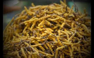 全國(guó)十大冬蟲夏草產(chǎn)地揭秘，你知道幾個(gè)？