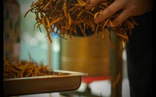 揭秘冬蟲(chóng)夏草，您具體了解多少？