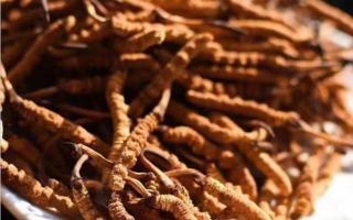 了解冬蟲夏草：起源、生長環(huán)境與特點！