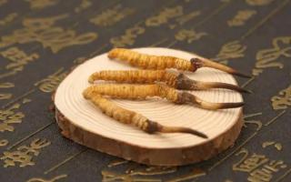 新鮮的冬蟲夏草可以存放多長時間？