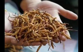 新鮮冬蟲夏草怎么保存，謹記五要素！