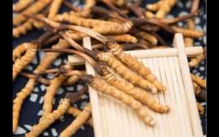 新鮮冬蟲(chóng)夏草成蟲(chóng)草消費(fèi)新方式！