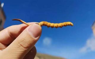 什么叫劣質(zhì)冬蟲(chóng)夏草？都有哪些？