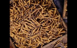 購(gòu)買大量冬蟲夏草時(shí)應(yīng)如何保存，才不會(huì)變質(zhì)！