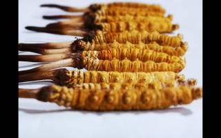 哪些因素會(huì)影響到冬蟲(chóng)夏草的價(jià)格？