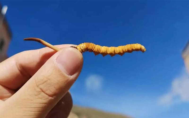 如何妥善保存新鮮的冬蟲夏草和干燥蟲草？