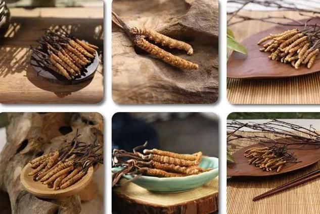 冬蟲(chóng)夏草和白蟲(chóng)草有什么區(qū)別？