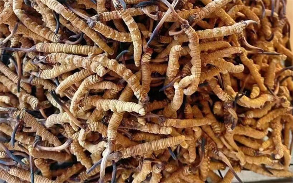 冬蟲夏草可以和番石榴一起吃嗎？