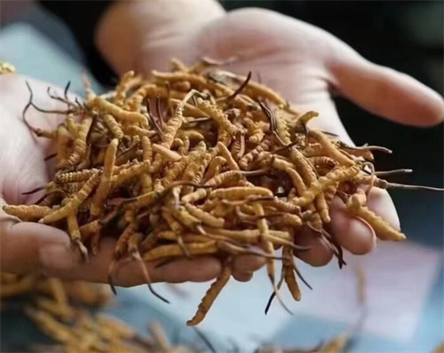 冬蟲(chóng)夏草和南果梨搭配的吃法