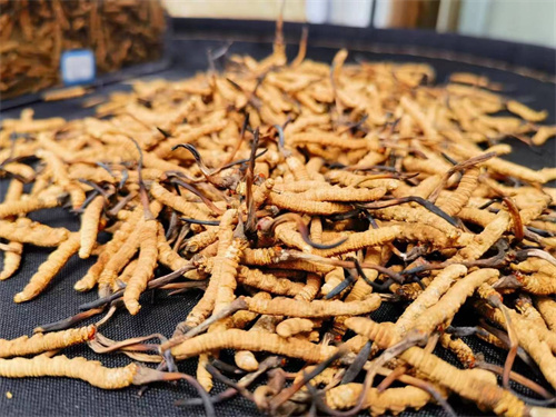 哪些人不能吃冬蟲(chóng)夏草？這5類(lèi)人慎食冬蟲(chóng)夏草