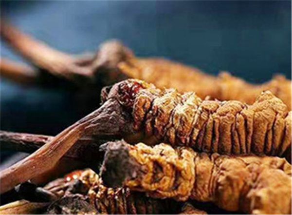 冬蟲(chóng)夏草什么樣的最好？高海拔的冬蟲(chóng)夏草品質(zhì)會(huì)更好