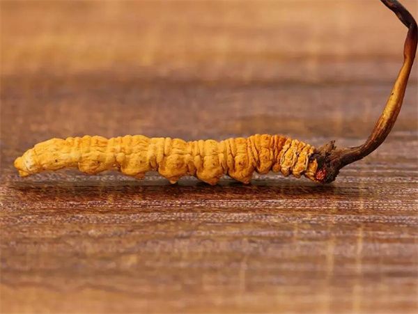 冬蟲(chóng)夏草草頭越長(zhǎng)品質(zhì)越好嗎？草頭越長(zhǎng)冬蟲(chóng)夏草品質(zhì)越好