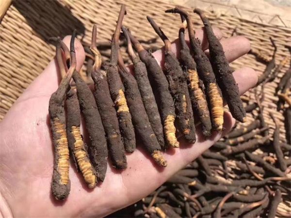 新鮮的冬蟲夏草怎么保存方法？讓珍貴之草保持活力