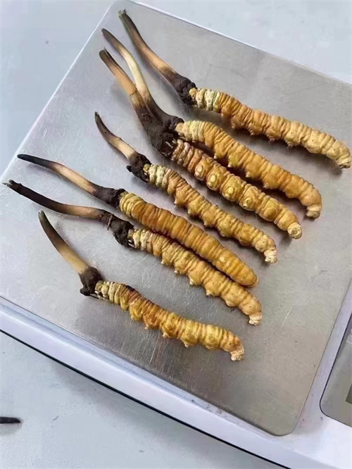 冬蟲夏草煮還是泡好？兩種食用方法的對比分析