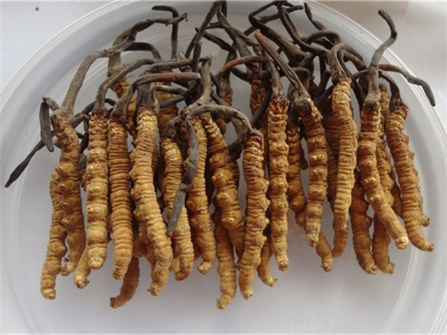 曬干之后的冬蟲夏草怎么吃？干冬蟲夏草的3種食用方法