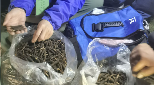 新鮮那曲蟲草多少錢一根？揭秘冬蟲夏草的價格密碼