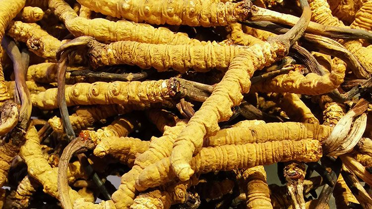 冬蟲夏草是什么味道？揭秘“軟黃金”的獨(dú)特風(fēng)味