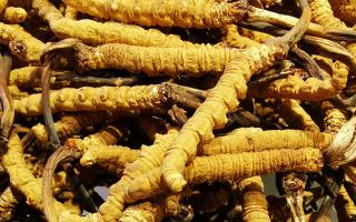冬蟲夏草是什么味道？揭秘“軟黃金”的獨(dú)特風(fēng)味