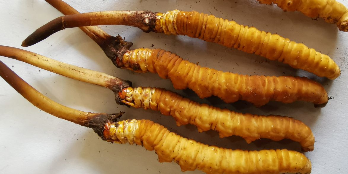 冬蟲夏草泡酒最佳配方：滋補養(yǎng)生，強身健體