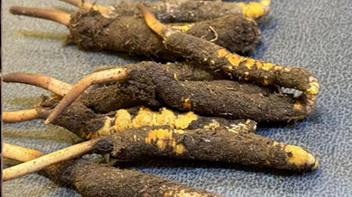 冬蟲(chóng)夏草鮮草怎么吃？科學(xué)用量指南